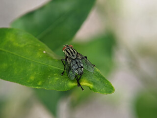 Sarcophaga carnaria is a European species of flesh fly within the common flesh fly genus, Sarcophaga. 