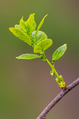Close-up of green leaves regrowing out of it's yellow bud from the twig.Green world and earth day concept.Spring and new beginnings concept.New development and renewal as a business concept.