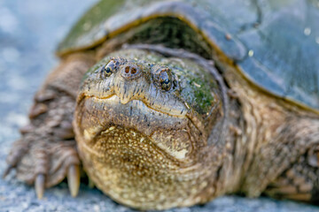 Common snapping turtle closeup face (Chelydra Serpentina)