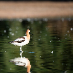 Obraz premium Photograph of an American Avocet 