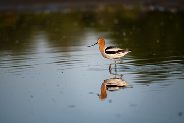 Photograph of an American Avocet 