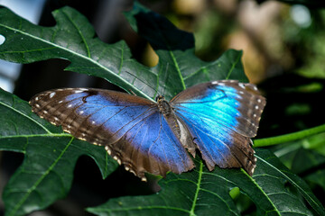 Blue morpho butterfly at the Tennessee Aquarium