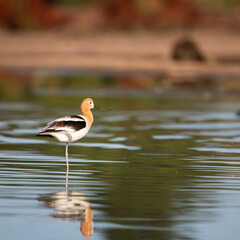 Photograph of an American Avocet 