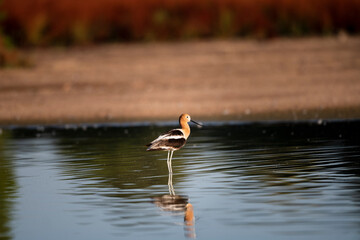 Photograph of an American Avocet 