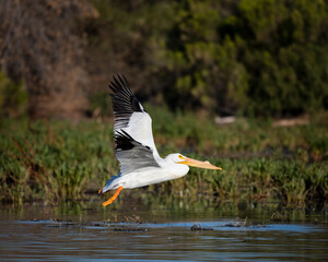 Fototapeta na wymiar Photograph of a American White Pelican flying