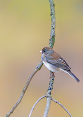 A cute little bird with creamy blurred background.Dark eyed Junco (Slate-colored). Female winter bird.