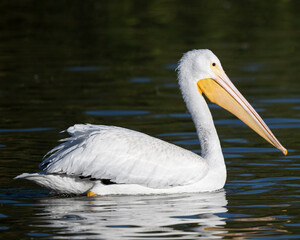 Photograph of an American White Pelican