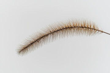 Foxtail grass is isolated against white background.