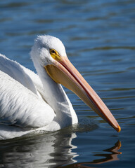 Fototapeta na wymiar Photograph of an American White Pelican