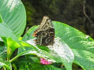 Blue morpho butterfly at the Tennessee Aquarium