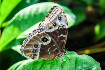 Blue morpho butterfly at the Tennessee Aquarium
