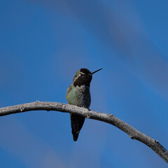 Fototapeta na wymiar Photograph of an Anna's Hummingbird