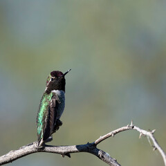 Photograph of an Anna's Hummingbird