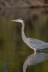Photograph of a Great Blue Heron 