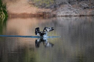 Photograph of a Cormorant