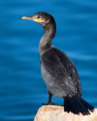 Photograph of a Cormorant