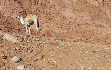 camel in the desert between the rocks.