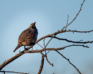 Photograph of Gambles Quail on Arizona.