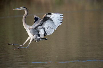 Great Blue Heron flying 