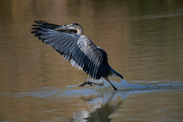 Great Blue Heron flying 