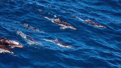 Naklejka premium School of dusky dolphins (Lagenorhynchus obscurus) in the Atlantic Ocean, near the Falkland Islands