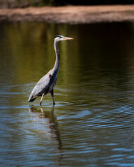 Great Blue Heron 