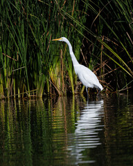 Photograph of a Great White Egret