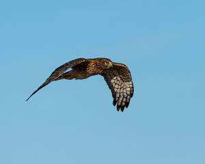 Photgraph of a Harrier Hawk