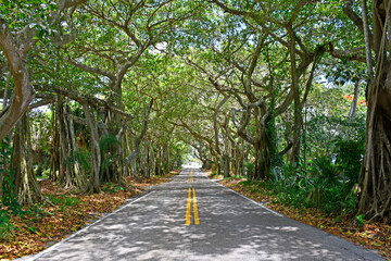 Covered banyan tree tunnel in Stuart, Florida