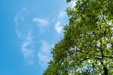 Obraz premium 初夏の青空 緑の木 見上げる