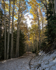 Fall colors and first snow. Lockett Meadow, Arizona.