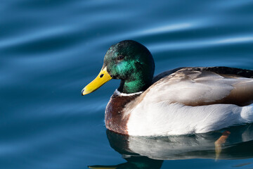 Photograph of a Mallard Duck