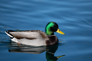 Photograph of a Mallard Duck