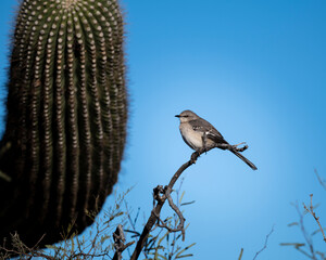 Photograph of a Mockingbird