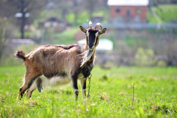 Domestic milk goat with long beard and horns grazing on green farm pasture on summer day. Feeding of cattle on farmland grassland