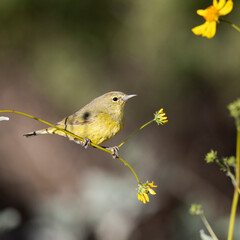 Photograph of an Orange Crowned Warbler