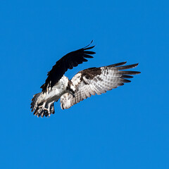 Photograph of an Osprey