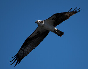Photograph of an Osprey