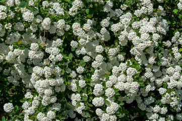 The plant is a spirea bush in white