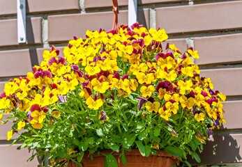 Viola's pansies are growing in a pot