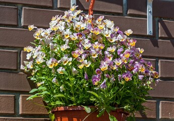 Violet tricolor grow in a pot