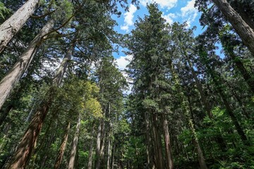 青空バックに見上げる神社の大きな杉並木の情景＠福井