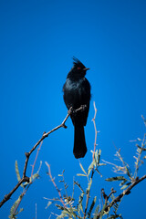 Photograph of a Phainopepla bird