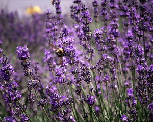 bumblebee on lavender