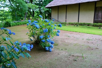 庭園に趣を添える紫陽花の花　古民家　落ち着いた風景　古河