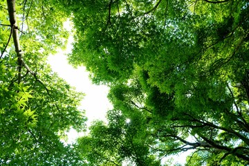 爽やかな初夏　アオモミジ　癒しの風景　古河