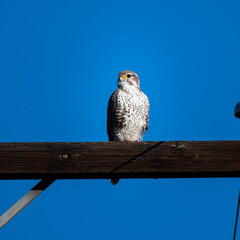 Photograph of a Prairie Falcon
 