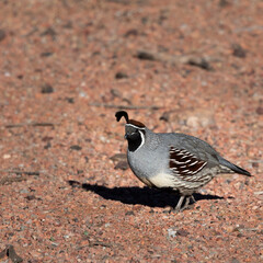 Photograph of Gambles Quail