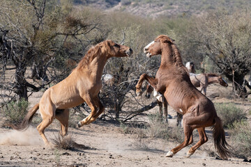Salt River Wild Horses fighting over mares - obrazy, fototapety, plakaty
