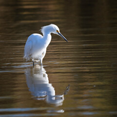 Photograph of a Snowy Egret Hunting